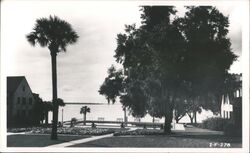 Vintage Florida Resort Pool, Palm Trees, and Live Oaks Postcard