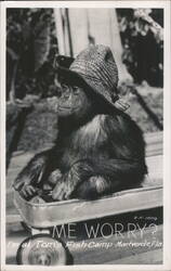 Chimpanzee in Wagon Wearing a Straw Hat Postcard