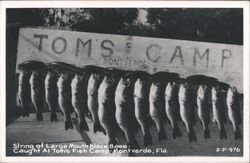 String of Large Mouth Black Bass at Tom's Fish Camp Postcard