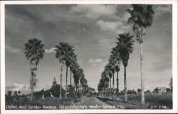 Palm Lined Garden Avenue near City Park Postcard