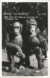 Two Chimpanzees at Marie and Paul's, Ellaville, Florida Postcard