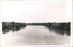 Apalachicola River near Blountstown, Florida Postcard