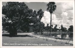 Palm Lined Street along Lake DeSoto Postcard