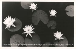 Water Lilies at Okefenokee Swamp Park Postcard