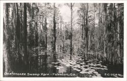 Okefenokee Swamp Park Cypress Trees & Lily Pads Postcard