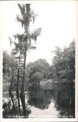 Suwannee River, White Springs, Florida Postcard