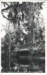 Shelf Rock on the Suwannee River Postcard