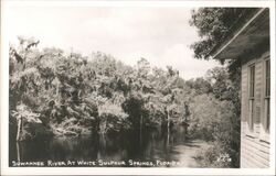 Suwannee River at White Sulphur Springs, Florida Postcard