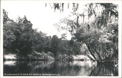 Suwannee River at White Springs, Florida Postcard