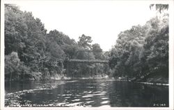 Suwannee River at White Springs, Florida Postcard