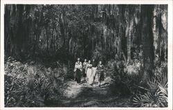 Four Women Walking Down Path Through Woods with Spanish Moss Postcard