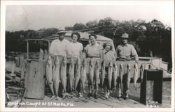 Kingfish Catch at St. Marks, Florida Postcard