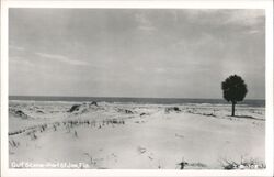 Gulf Scene, Sand Dunes, Palm Tree, Port St. Joe, Florida Postcard