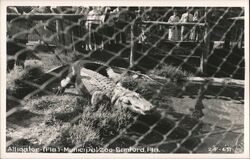 Alligator at Sanford Municipal Zoo Postcard