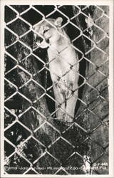 Puma Josephine at Sanford Municipal Zoo Postcard