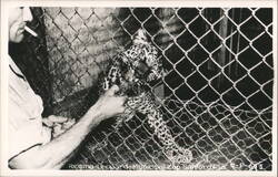 Man with Cigarette Feeding Leopard Through Fence at Zoo Postcard