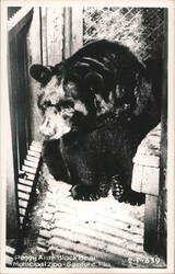 Peggy Ann Black Bear at Sanford Municipal Zoo Postcard