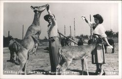 Feeding Deer - Pigeon Forge, Tenn. Postcard