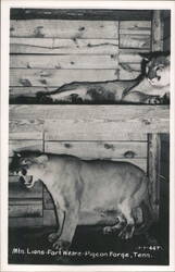 Mountain Lions, Fort Weare Postcard