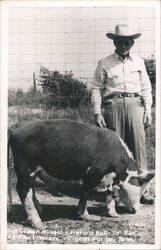 Midget Hereford Bull at Fort Weare, Pigeon Forge, TN Postcard