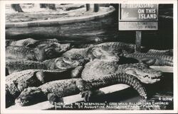 No Trespassing Sign & 6000 Alligators, St. Augustine Alligator Farm Postcard