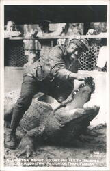 Man Brushing Alligator's Teeth Postcard