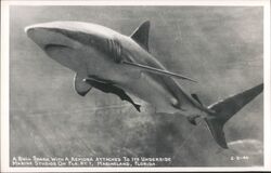 Bull Shark with Remora, Marineland Florida Postcard