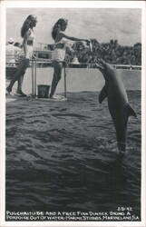 Women Feeding a Dolphin at Marineland, Florida Postcard