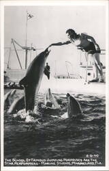 Jumping Porpoises & Trainer - Marine Studios, Marineland Postcard