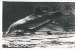 Mother and Baby Porpoise at Marineland, Florida Postcard