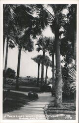 Palm Lined Walk at Marine Studios, Marineland Florida Postcard