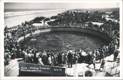 Marineland, Florida - Feeding Time at Marine Studios Postcard