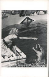 Trained Porpoise Gets a Handout at Marine Studios Postcard