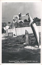 Feeding Time at Marine Studios, Marineland, Florida Postcard