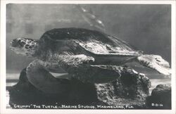 "Grumpy" the Turtle at Marine Studios Postcard