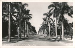 Palm Lined First Street, Fort Myers, Florida Postcard