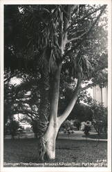 Banyan Tree Growing Around Palm Tree Postcard