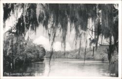 Suwannee River with Spanish Moss, Florida Postcard