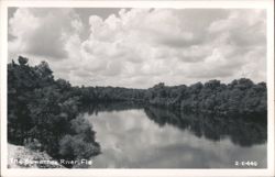 Suwannee River, Florida Postcard