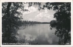 Suwannee River, Florida Postcard