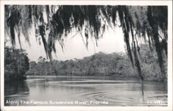 Suwannee River, Florida with Spanish Moss Postcard