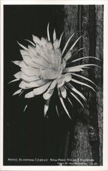 Night Blooming Cereus Flower, Close-Up View Postcard