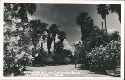 Oleanders in Bloom on Jasmine Drive, New Port Richey Postcard