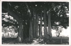 Banyan Tree in Punta Gorda, Florida Postcard