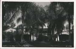 Fort Myers Public Library Through Palm Trees Postcard