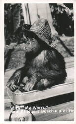 Chimp in Wagon Wearing a Straw Hat, Fort Myers Beach, FL Postcard