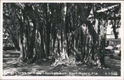 Banyan Tree on Courthouse Lawn, Fort Myers, Florida Postcard