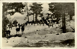 Elk Deer Postcard