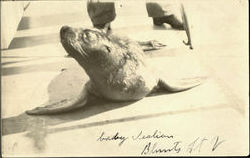 Baby Sea Lion Postcard