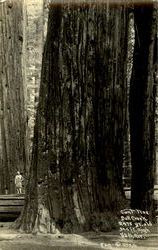 Giant Tree, Bull Creek Postcard